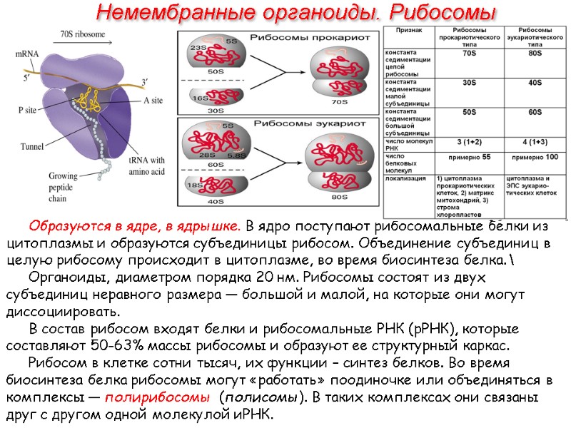 Образуются в ядре, в ядрышке. В ядро поступают рибосомальные белки из цитоплазмы и образуются